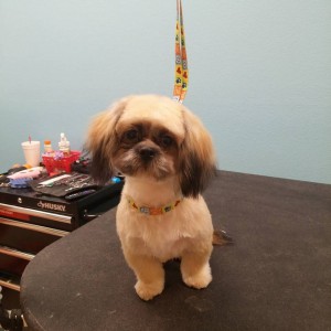 coco